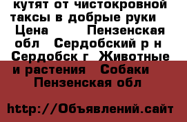 кутят от чистокровной таксы в добрые руки  › Цена ­ 10 - Пензенская обл., Сердобский р-н, Сердобск г. Животные и растения » Собаки   . Пензенская обл.
